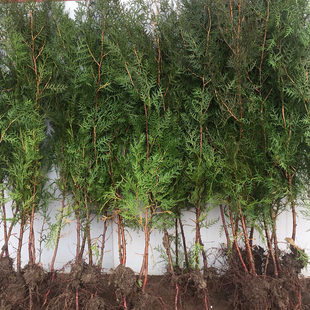 侧柏树苗 扁侧柏树小苗 松柏树苗 绿化侧柏叶 柏树苗木南北方种植