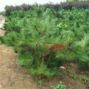 绿化苗木东北黑松小苗庭院黑松树苗油松树苗四季常青盆景植物松树