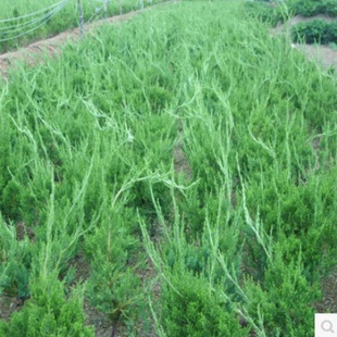 龙柏小苗绿化苗木龙柏小苗小龙柏龙柏球四季常青龙柏树苗龙柏盆景