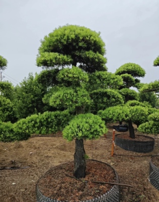 一对一选树大型原生罗汉松精品造型树别墅庭院地景盆景名贵树矮桩