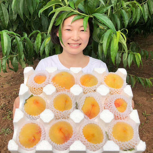 现摘砀山新鲜大黄桃10斤水果包邮
