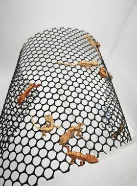 睫角守宫活体宠物