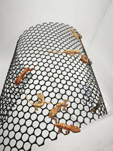 睫角守宫活体宠物