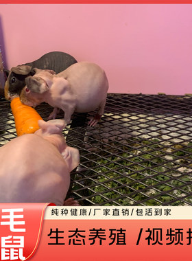网红小河马无毛猪无毛豚鼠天竺鼠迷你猪小河马北京发货