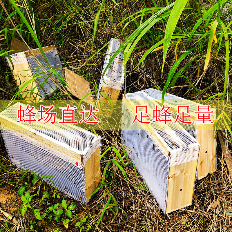 蜜蜂种蜂笼蜂中蜂蜂群带王蜂群