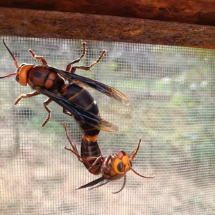 蜂王胡蜂红娘野生虎头蜂小点马蜂大黑黄脚葫芦蜂土蜂金环蜂王养殖