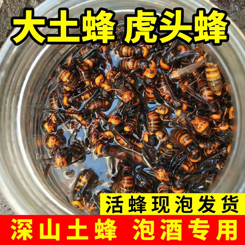 野生虎头蜂活蜂现泡鲜活金环大马蜂胡蜂泡酒土地蜂黄蜂大黄蜂