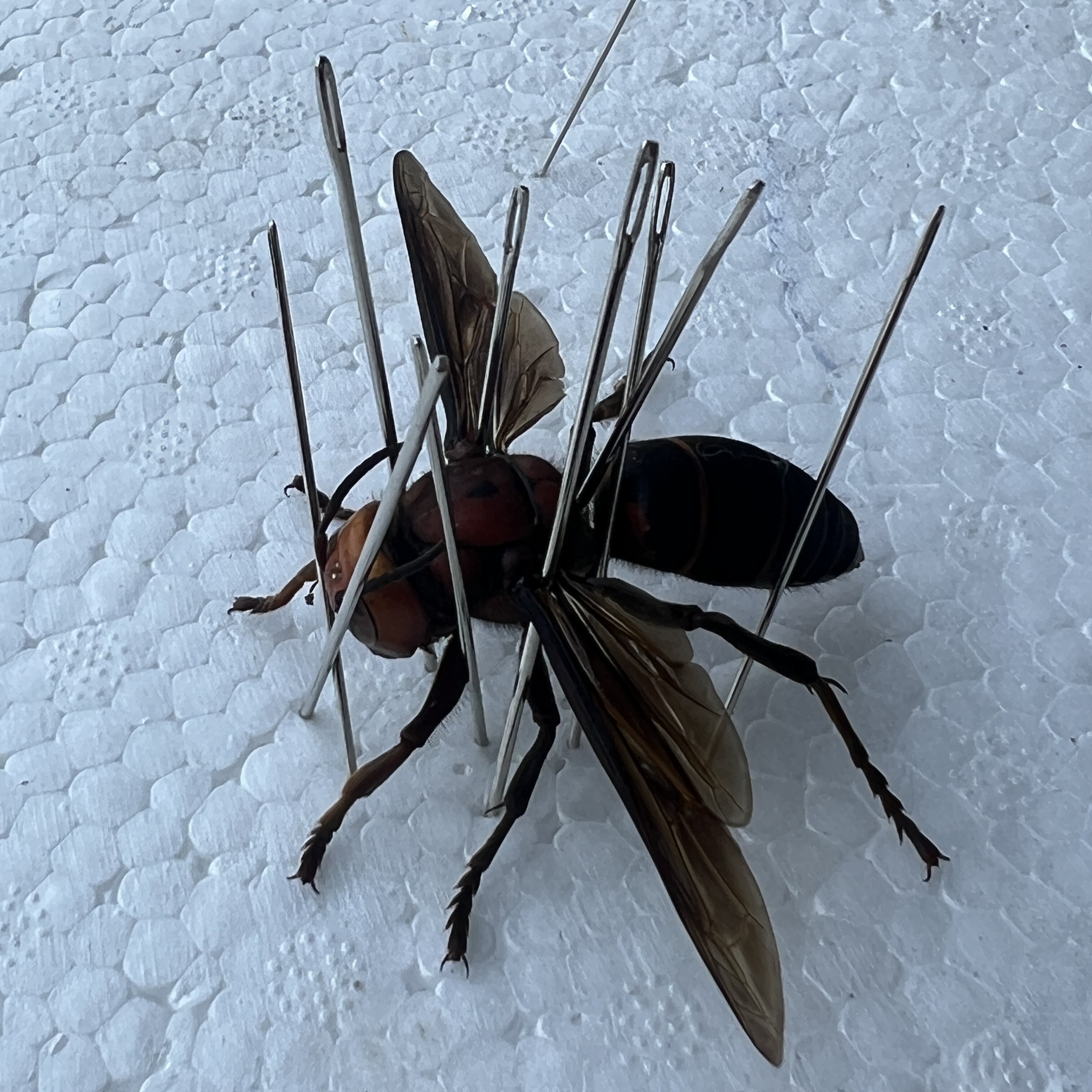 虎头蜂蜂王种王大黑胡蜂开产王优质高产活体土蜂王包活