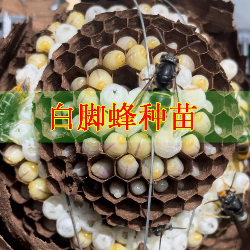 白脚蜂黄脚花胡蜂马蜂葫芦蜂种蜂王基地直发优质蜂苗提供技术指导