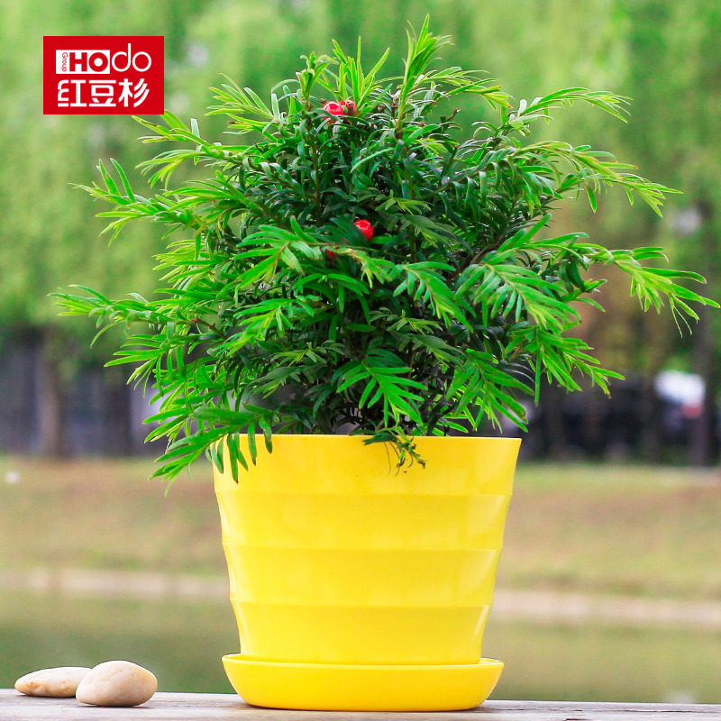 红豆杉盆栽花卉绿植盆景大四季客厅室内卧室阳台居家植物花草花苗在类目 鲜花速递/花卉仿真/绿植园艺, 花卉/绿植盆栽（新）, 绿植中 - 来自Buy2taobao.com提供专业的淘宝代购服务