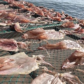 包邮 淡晒海南临高新盈鲜芥末大鱿鱼渔家自晒250g袋装 拍2份