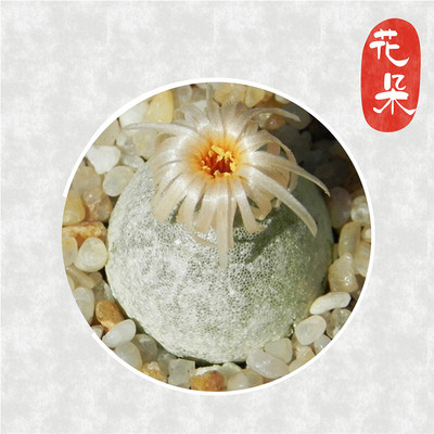 肉锥种子 哈默灯泡 Conophytum hammeri 种子