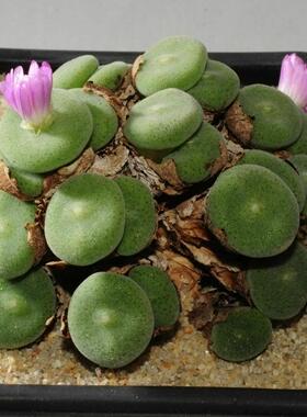 稀有肉锥.种子 毛饼子 Conophytum ernstii EJ8512 欧洲种源