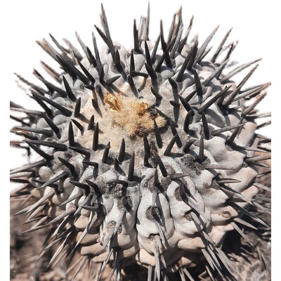 仙人球种子 龙爪属 黑王丸种子  Copiapoa cinerea - TOP JN 2390