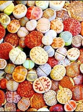 Lithops mix 南非生石花混合种子 PP 屁股花
