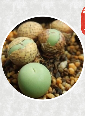 南非 鸽子蛋 CONOPHYTUM calculus多肉植物 肉锥花种子
