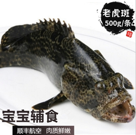 蘭姐 一斤1條老虎 石斑魚新鮮 芝麻斑魚寶寶輔食石浦海鮮海魚水產圖片