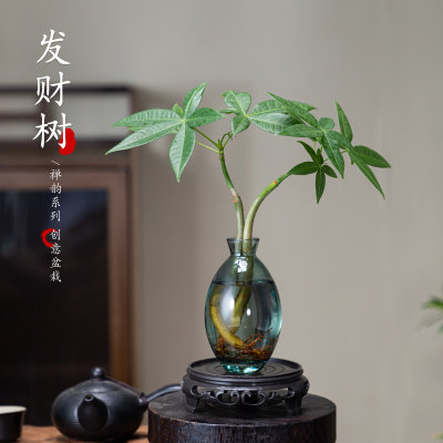 水培植物发财树办公室绿植造型小发财树植桌面四季常青招财树好养