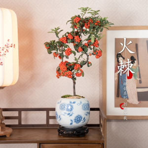 火棘年宵花吉祥果满堂红盆景书房客厅室内过年乔迁吸甲醛观果绿植