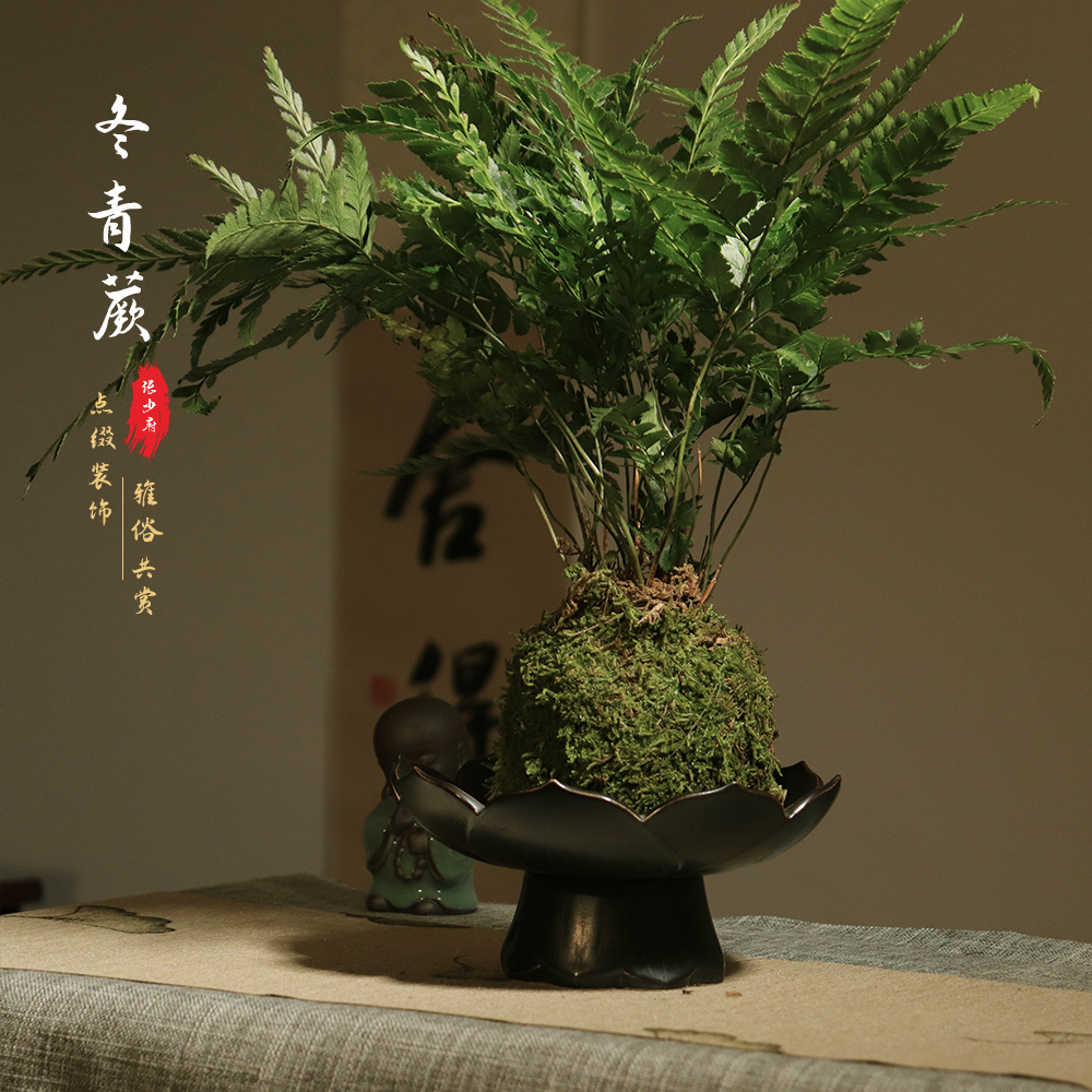 冬青蕨网红ins风室内观叶蕨类植物陶瓷盆栽喜阴好养活绿植 张少府园艺 淘优券