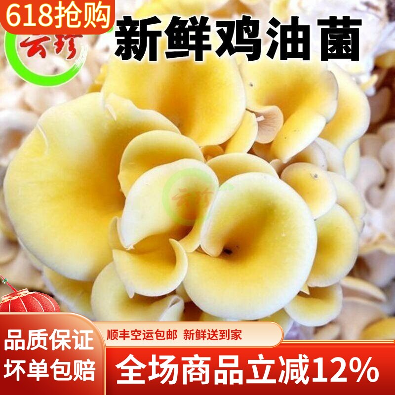 云珍新鲜鸡油菌 精选鸡油黄新鲜菌菇云南山珍1000g黄丝菌顺丰包邮