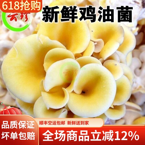 新鲜鸡油菌1000g黄丝菌云南特产