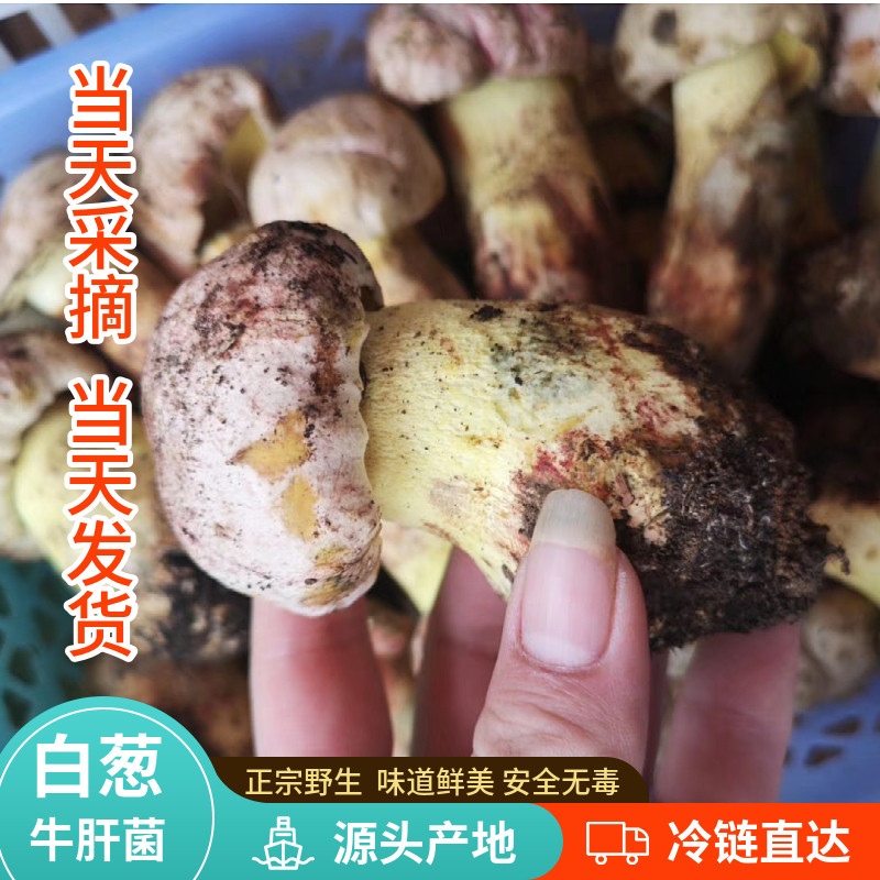 现货新鲜野生白葱牛肝菌500g蘑菇云南黄见手青野生小美白牛肝菌子