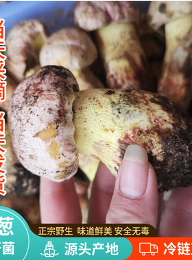 现货新鲜野生白葱牛肝菌500g蘑菇云南黄见手青野生小美白牛肝菌子