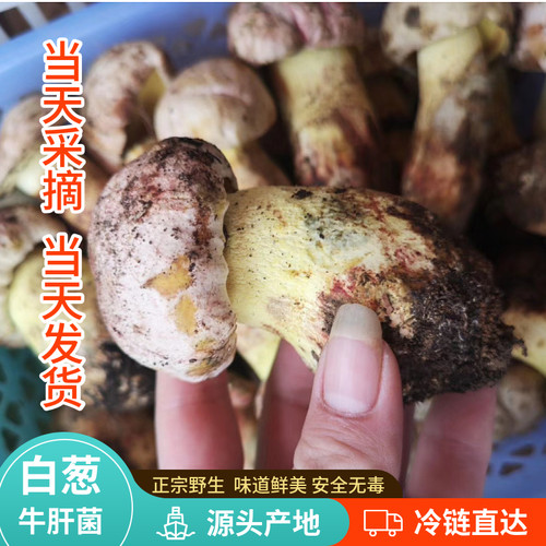现货新鲜野生白葱牛肝菌500g蘑菇云南黄见手青野生小美白牛肝菌子