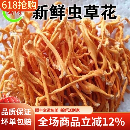 新鲜虫草花北虫草正品蛹虫草