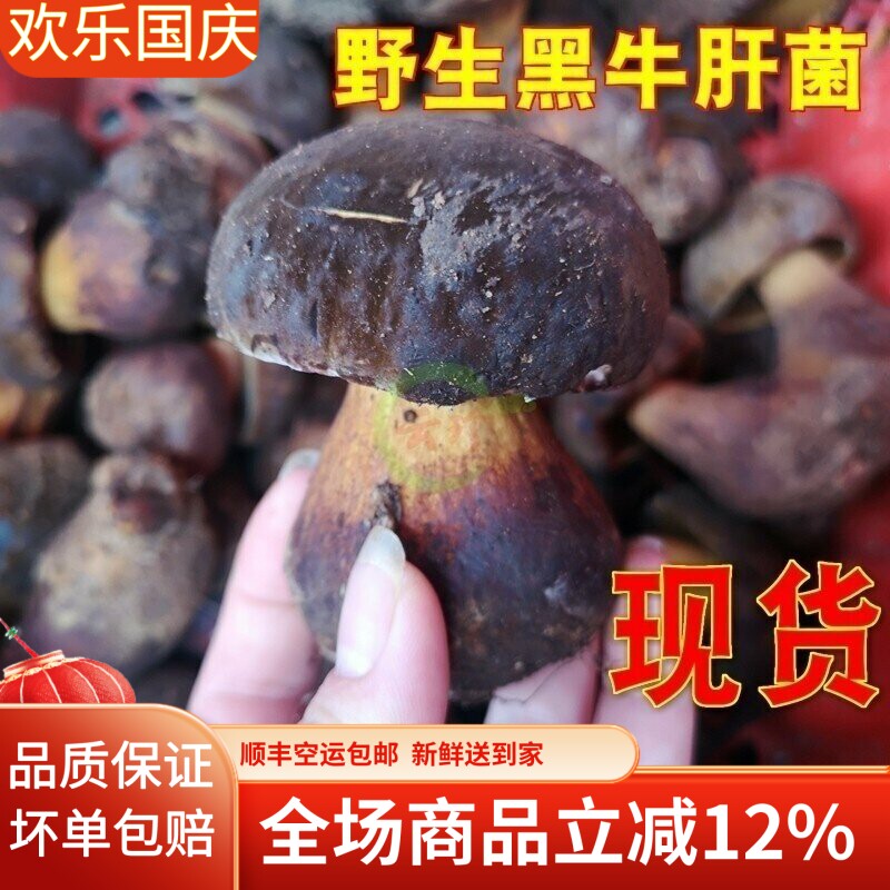 新鲜野生黑牛肝菌2斤野生见手青