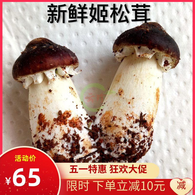 精选新鲜姬松茸1000g云南特产香格里拉野生野生菌 山珍巴西菇包邮