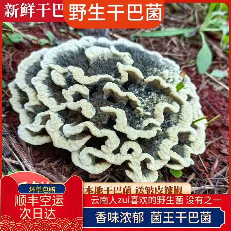 现货新鲜干巴菌500g野生菌干吧菌王新鲜云南特产绣球菌对花马牙菌