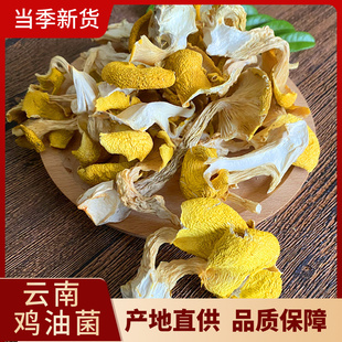 云南鸡油菌干货 黄金菇榆黄菇香菇山珍土特产250g包邮 野生黄丝菌