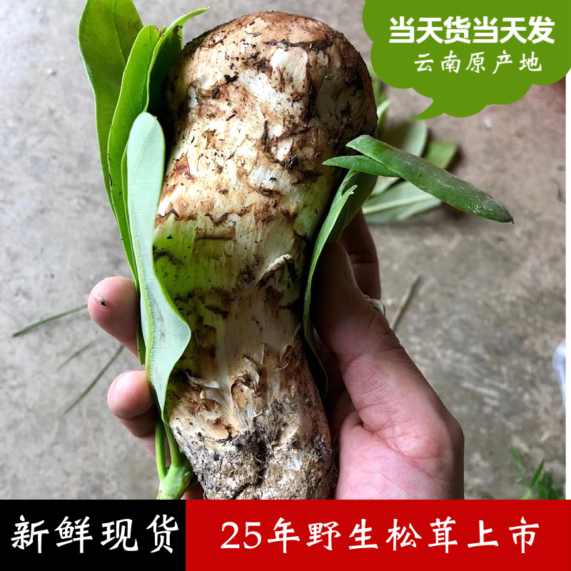 25年现货新鲜野生松茸500g野生菌蘑菇松茸王云南香格里拉野生松茸