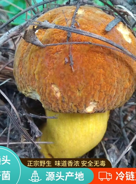 现货新鲜野生黄牛肝菌500g云南蘑菇野生红葱牛肝菌鲜黄濑头牛肝菌