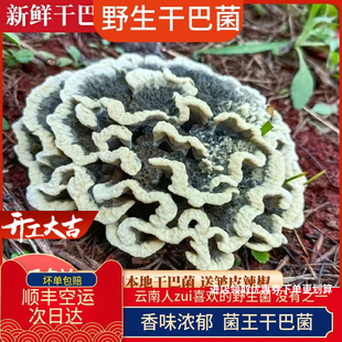 现货新鲜干巴菌500g野生菌干吧菌王新鲜云南特产绣球菌对花马牙菌