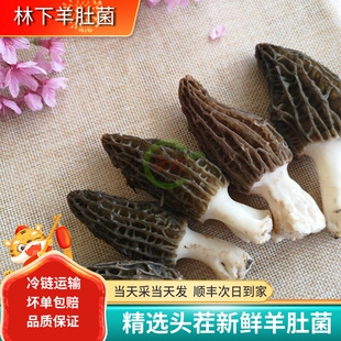 现货新鲜羊肚菌500g云南特产鲜野生菌蘑菇香菇 仿野生高原羊肚菌