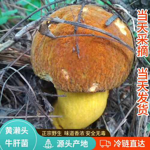 新鲜黄牛肝菌500g云南特产野生菌