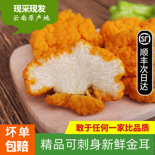 新鲜金耳菌500g 云南特产黄木耳非干货银耳菌野生菌 椴木金耳黄耳