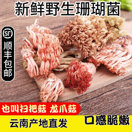 现货新鲜珊瑚菌500g精品野生菌龙爪菇云南特产食用蘑菇野生扫把菌