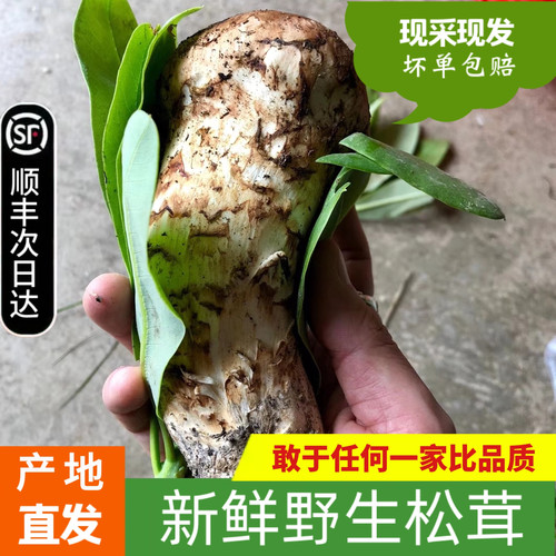 新鲜野生松茸干货产地直发