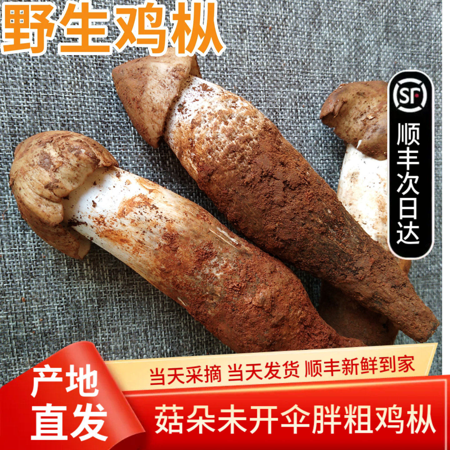 2026年现货新鲜野生鸡枞菌500g鸡纵云南野生菌特产鲜火把菌鸡棕菌