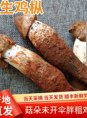 26年现货新鲜野生鸡枞菌500g云南