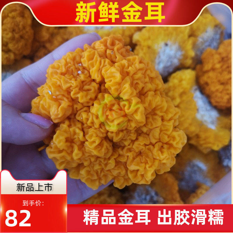 新鲜金耳菌500g 云南特产黄木耳非干货银耳菌野生菌 椴木金耳黄耳