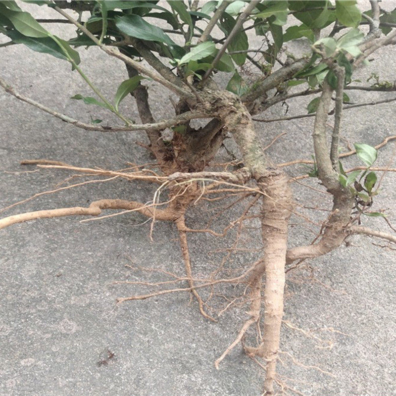 深山新鲜栀子根 黄栀子根 黄果根 黄枝子根 山栀根 黄桅子根500g