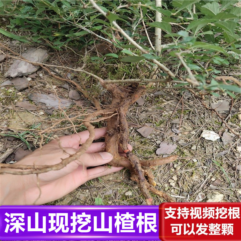 中药材 新鲜山楂根 中药材  山楂树根 南山楂果包邮