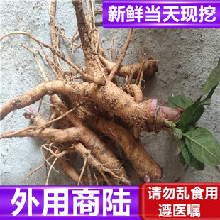 新鲜商陆根中药材山萝卜见肿消牛大黄商路章柳根500克包邮