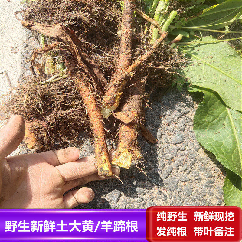 土大黄  洋铁叶子根 牛耳大黄粉 羊蹄根 中药材新鲜化雪莲