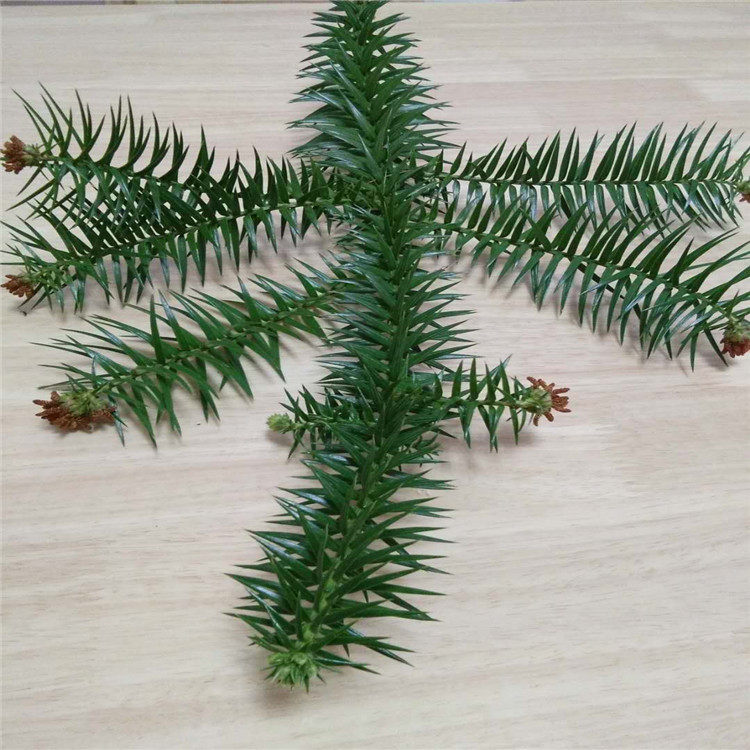 新鲜天然草药杉树叶杉叶名茶园林绿景装饰道具杉树寄生500克包邮